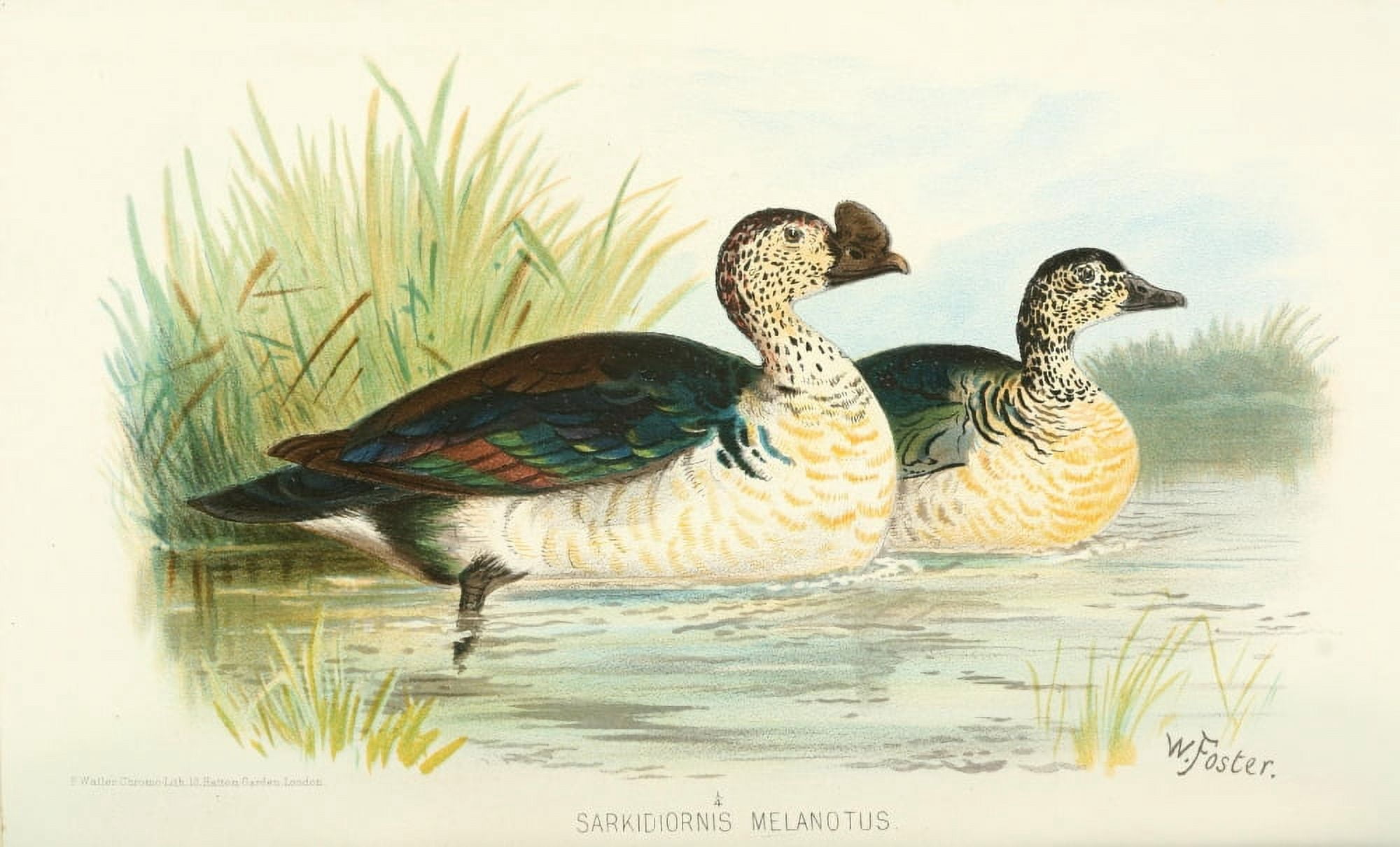 Indian Sporting Birds 1915 Knob-billed Duck Canvas Art - Foster WH (24 x 36)