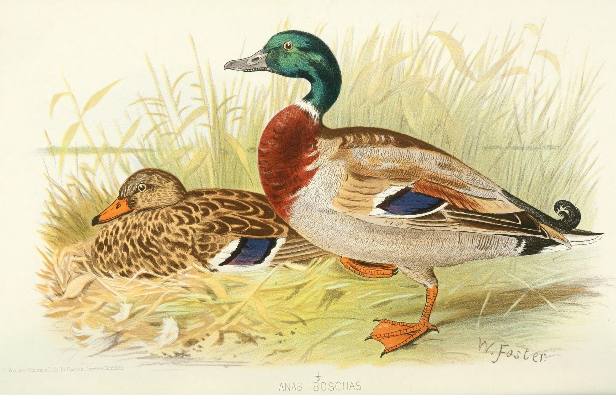 Indian Sporting Birds 1915 Mallard Canvas Art - Foster WH (18 x 24)
