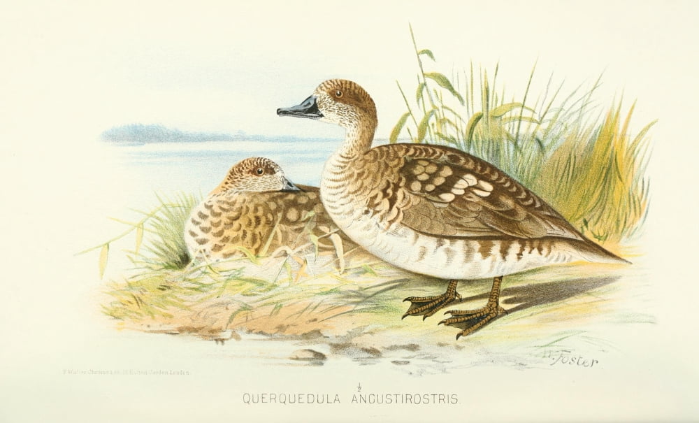 Indian Sporting Birds 1915 Marbled Teal Canvas Art - Foster WH (24 x 36)