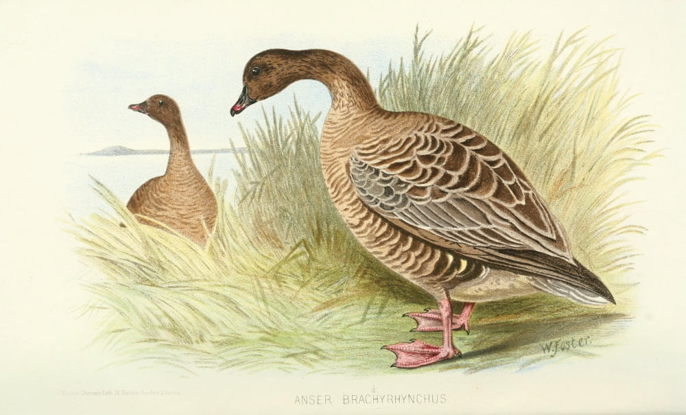 Indian Sporting Birds 1915 Pink-footed Goose Canvas Art - Foster WH (18 x 24)