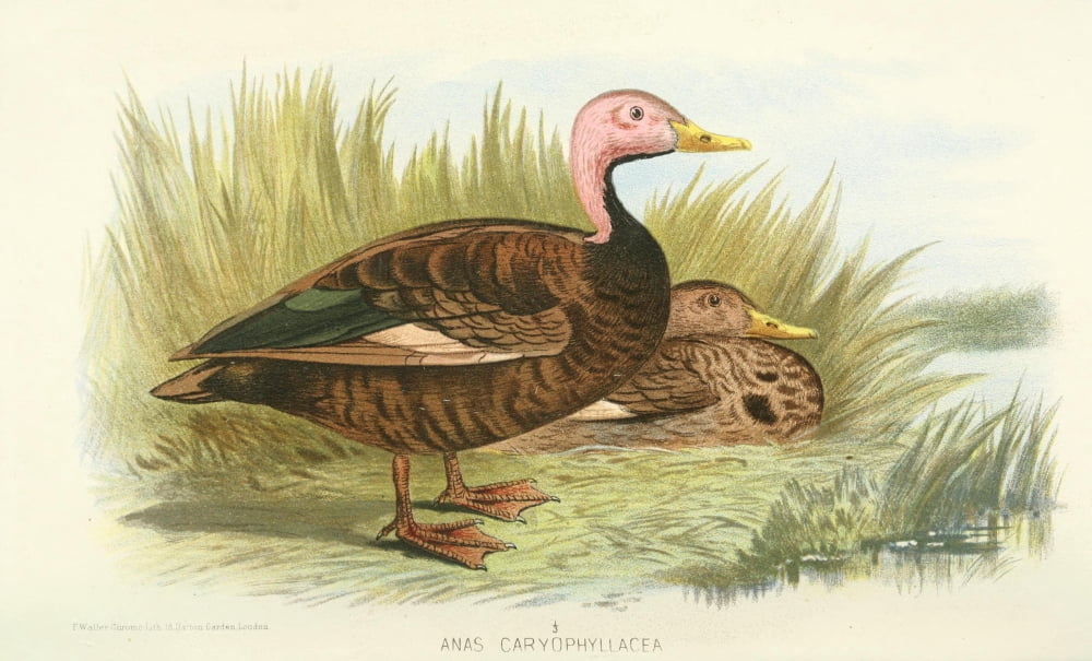 Indian Sporting Birds 1915 Pink-headed Duck Canvas Art - Foster WH (18 x 24)