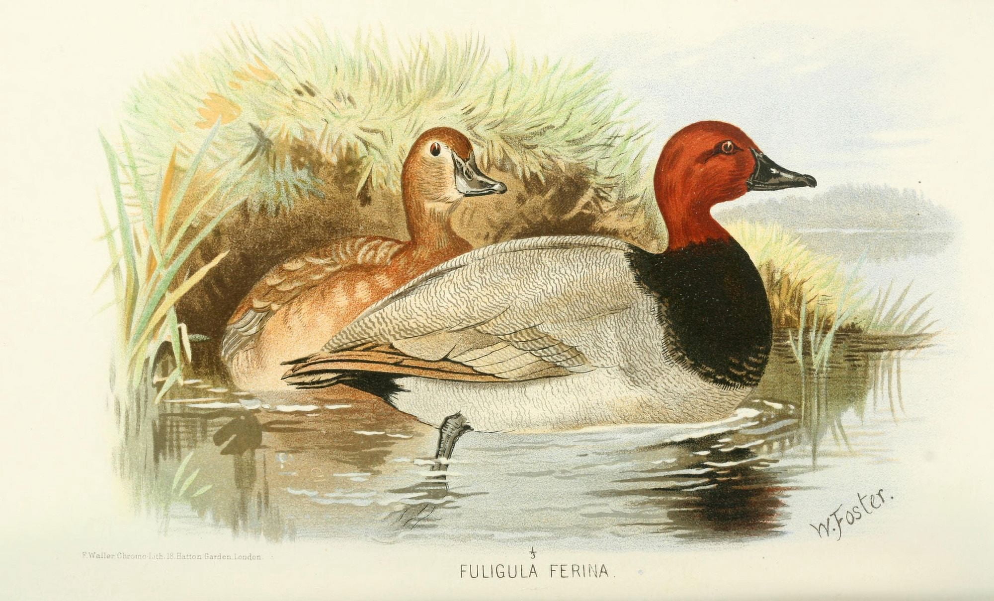 Indian Sporting Birds 1915 Pochard Canvas Art - Foster WH (24 x 36)