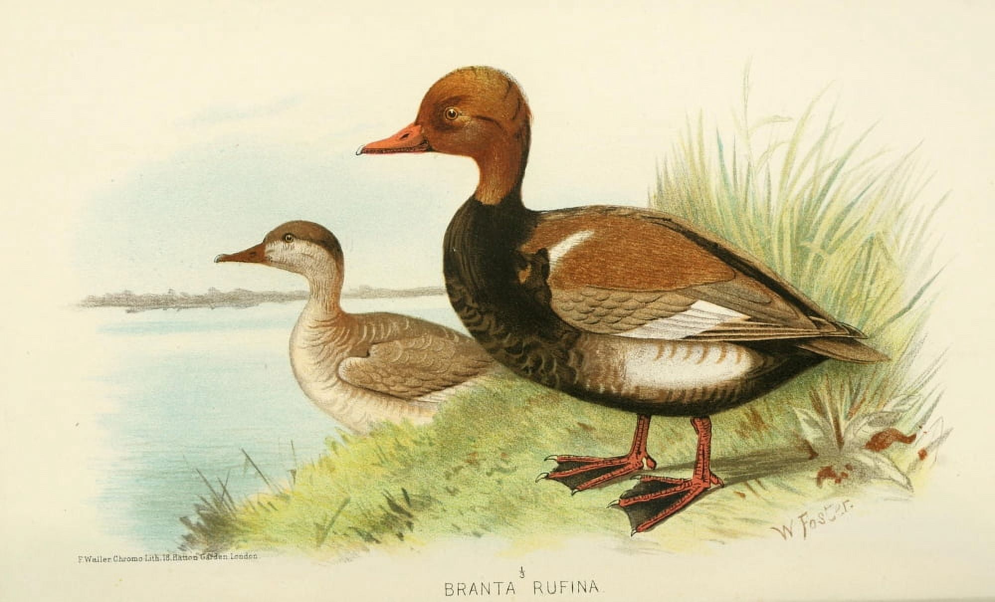 Indian Sporting Birds 1915 Red-crested Pochard Canvas Art - Foster WH (24 x 36)