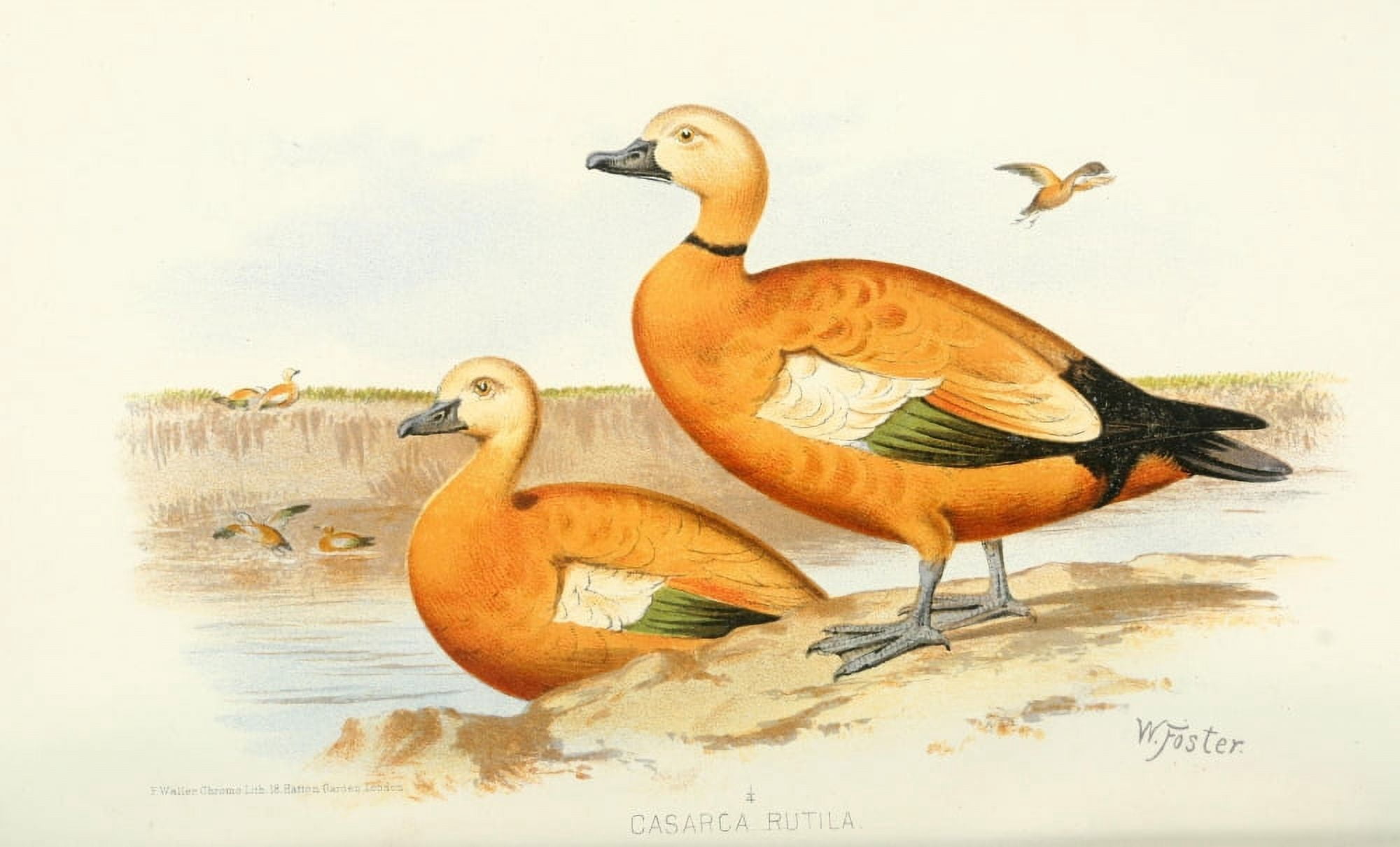 Indian Sporting Birds 1915 Ruddy Sheldrake Canvas Art - Foster WH (18 x 24)