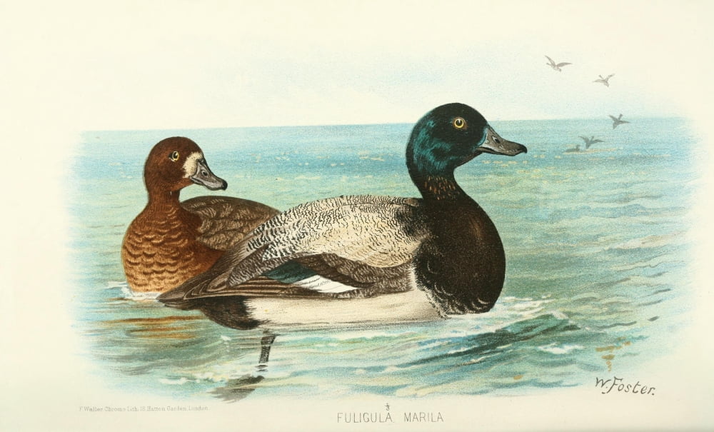 Indian Sporting Birds 1915 Scaup Canvas Art - Foster WH (18 x 24)