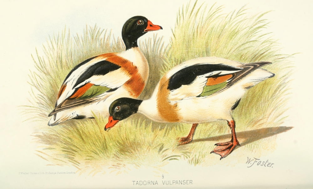 Indian Sporting Birds 1915 Sheldrake Canvas Art - Foster WH (18 x 24)