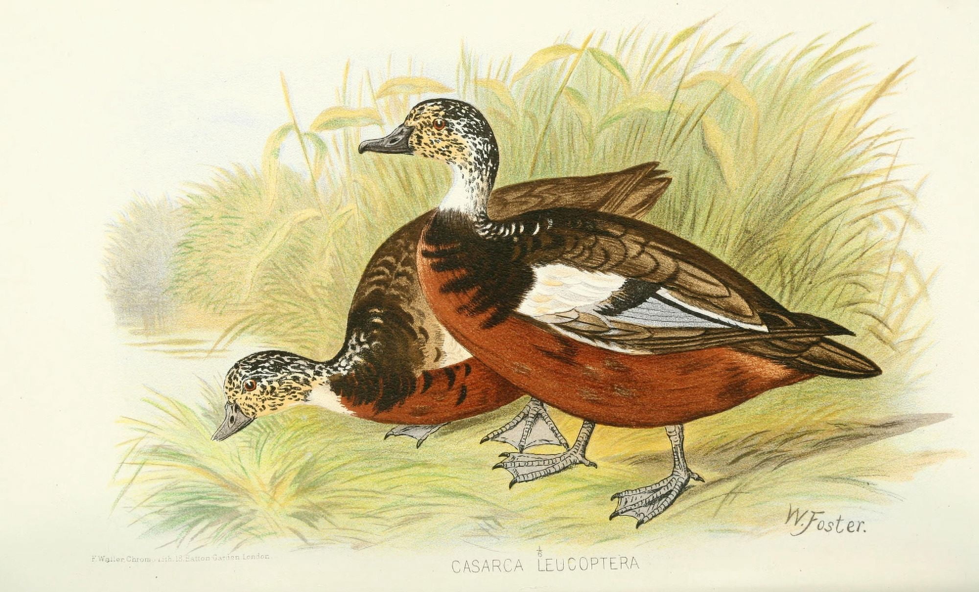 Indian Sporting Birds 1915 Shelduck Tadorna Canvas Art - Foster WH (24 x 36)