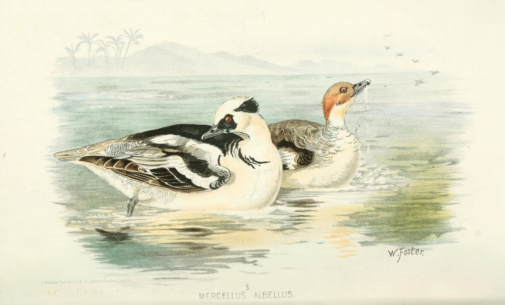 Indian Sporting Birds 1915 Smew Canvas Art - Foster WH (18 x 24)