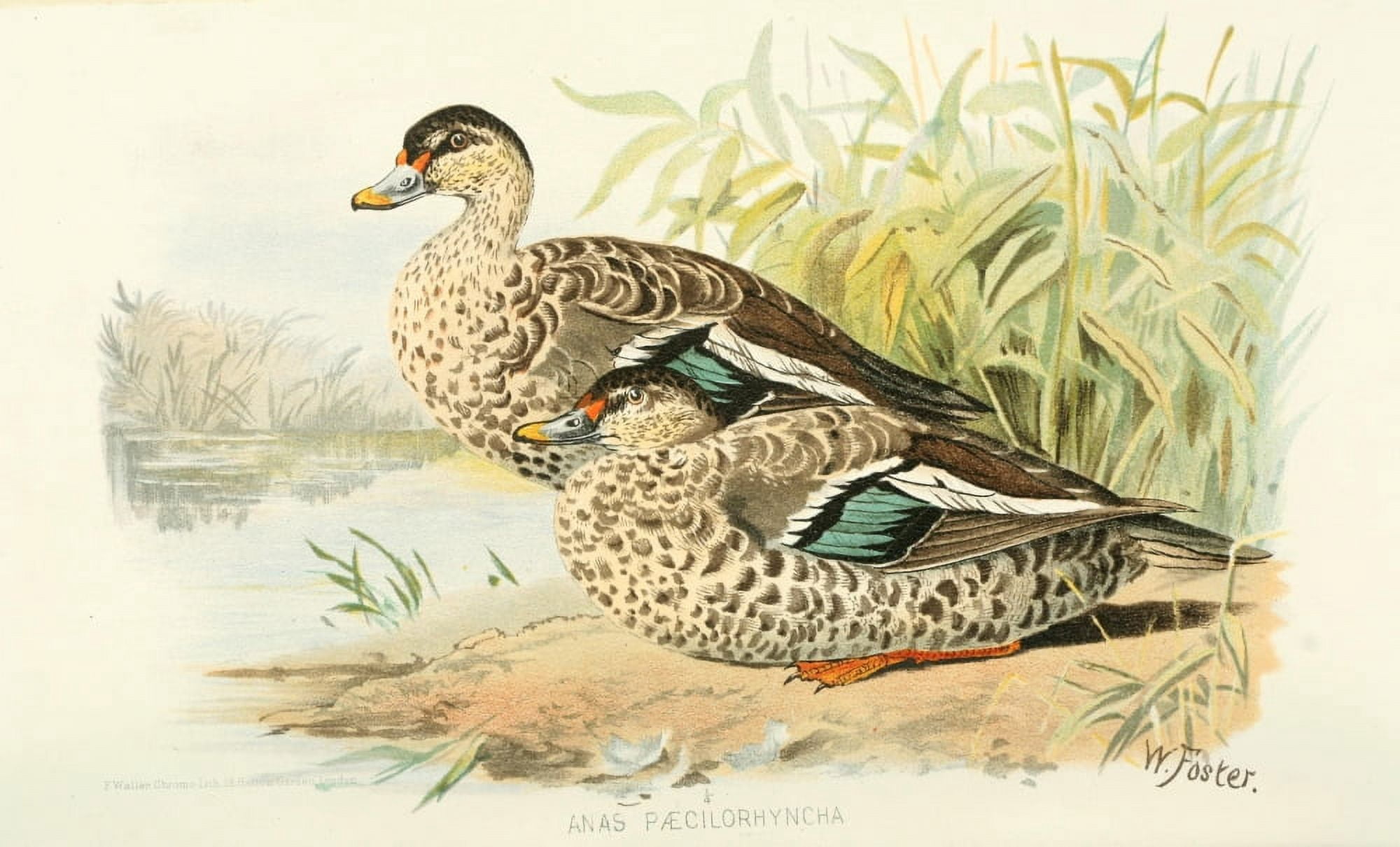 Indian Sporting Birds 1915 Spotted Bill Duck Canvas Art - Foster WH (24 x 36)