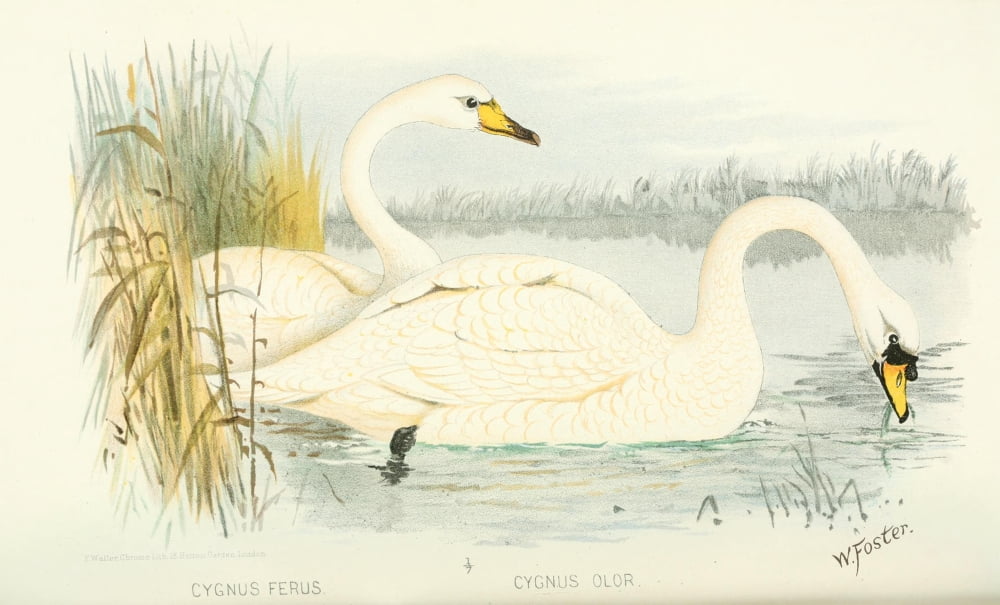 Indian Sporting Birds 1915 Swans Canvas Art - Foster WH (24 x 36)