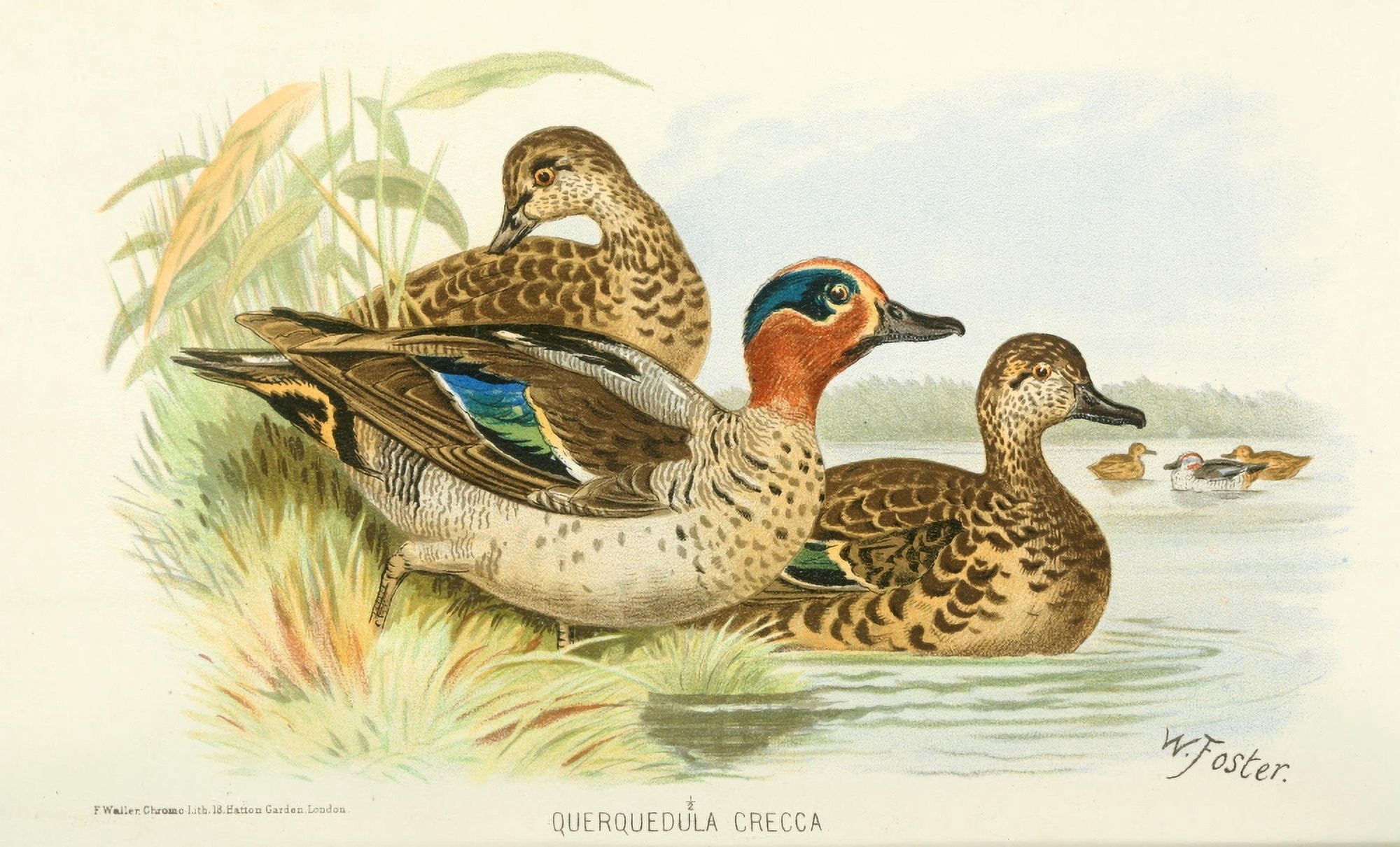 Indian Sporting Birds 1915 Teal Canvas Art - Foster WH (24 x 36)