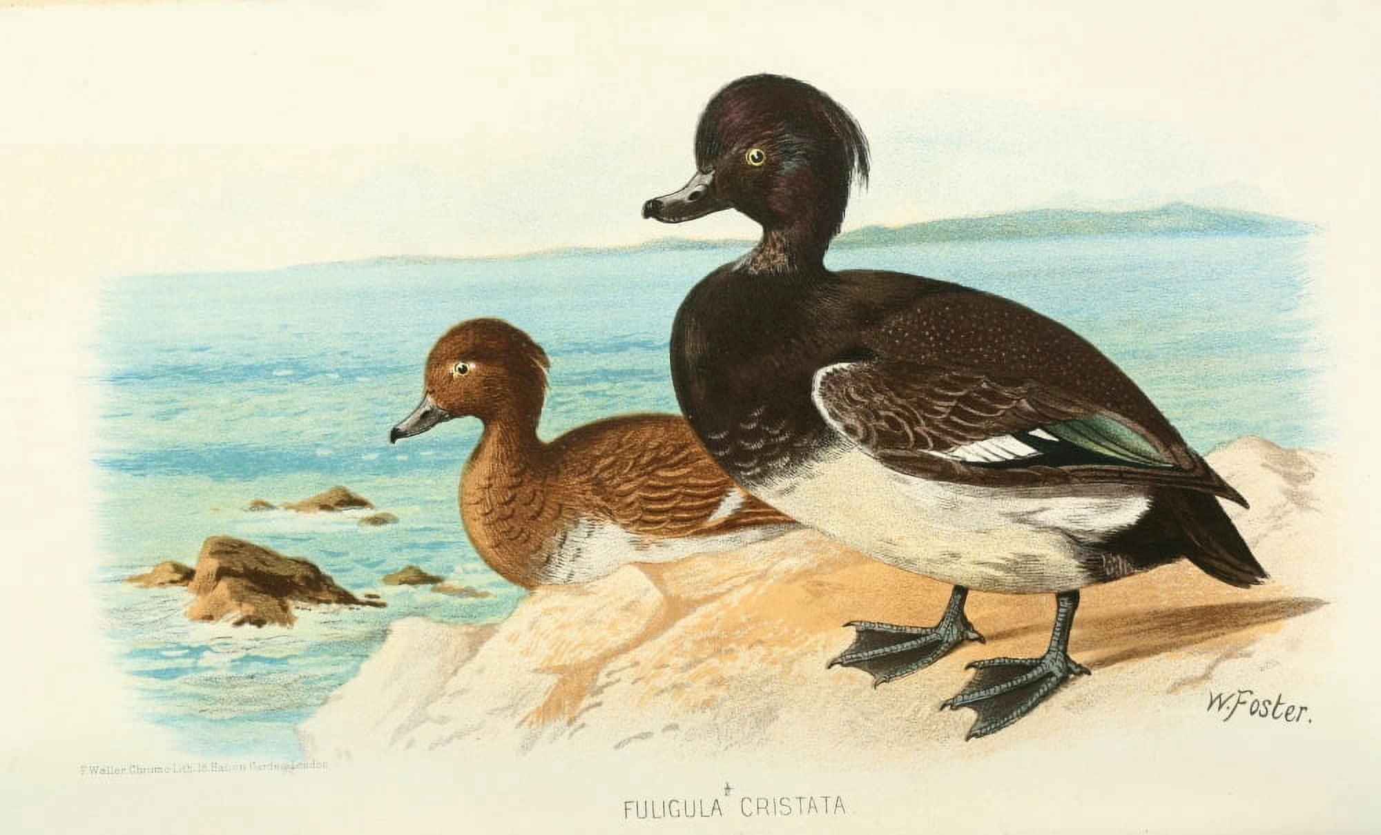 Indian Sporting Birds 1915 Tufted Duck Canvas Art - Foster WH (18 x 24)