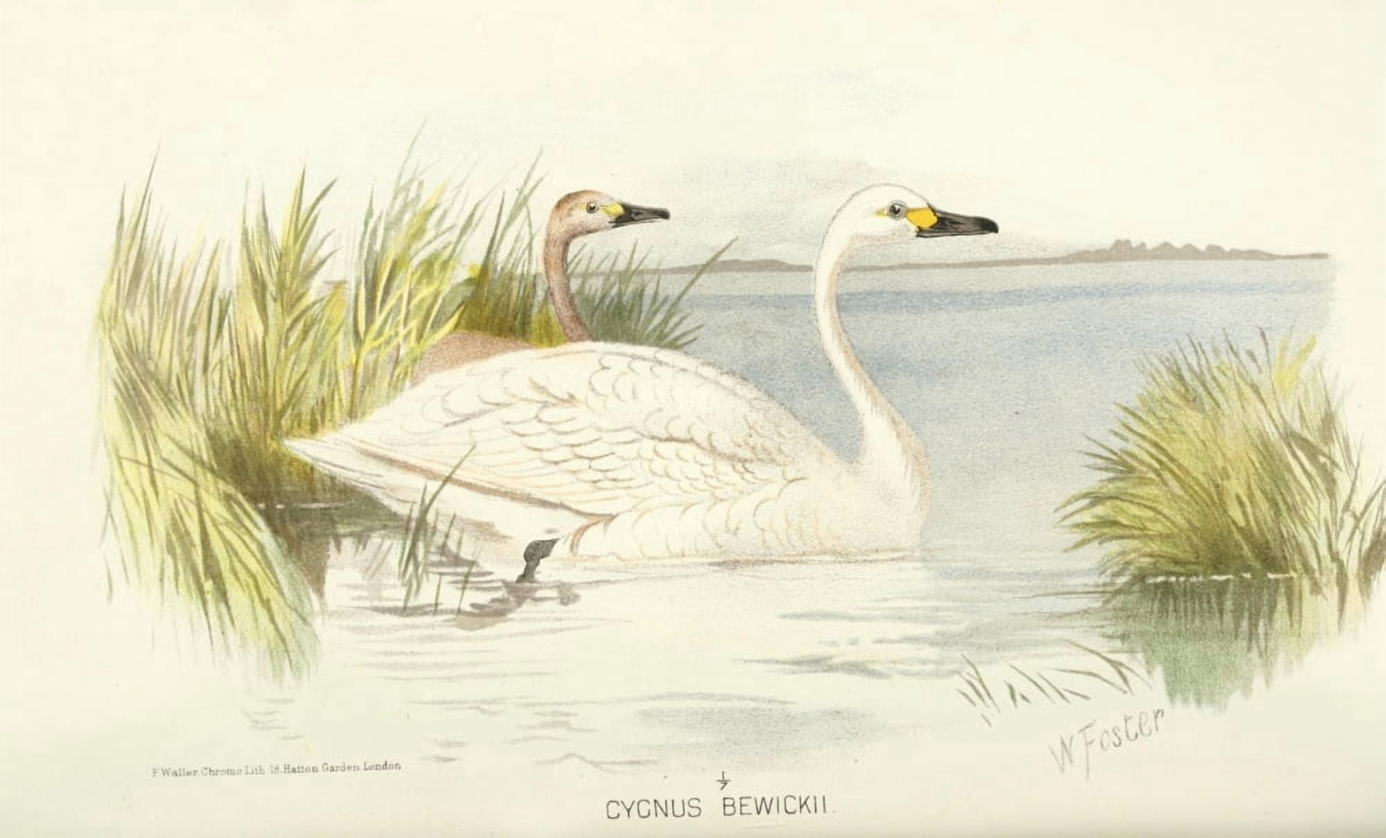 Indian Sporting Birds 1915 Tundra Swan Canvas Art - Foster WH (18 x 24)