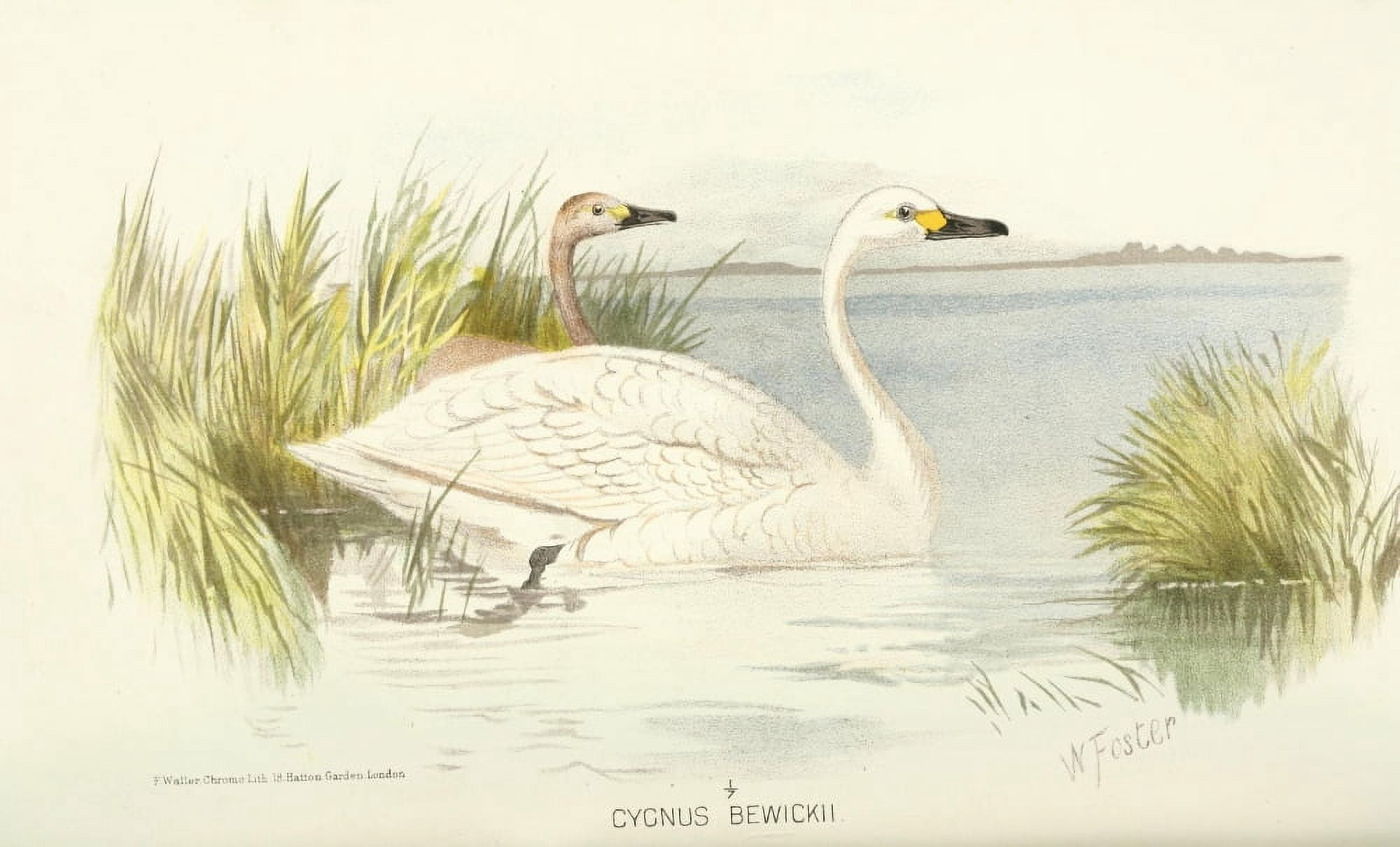 Indian Sporting Birds 1915 Tundra Swan Canvas Art - Foster WH (24 x 36)