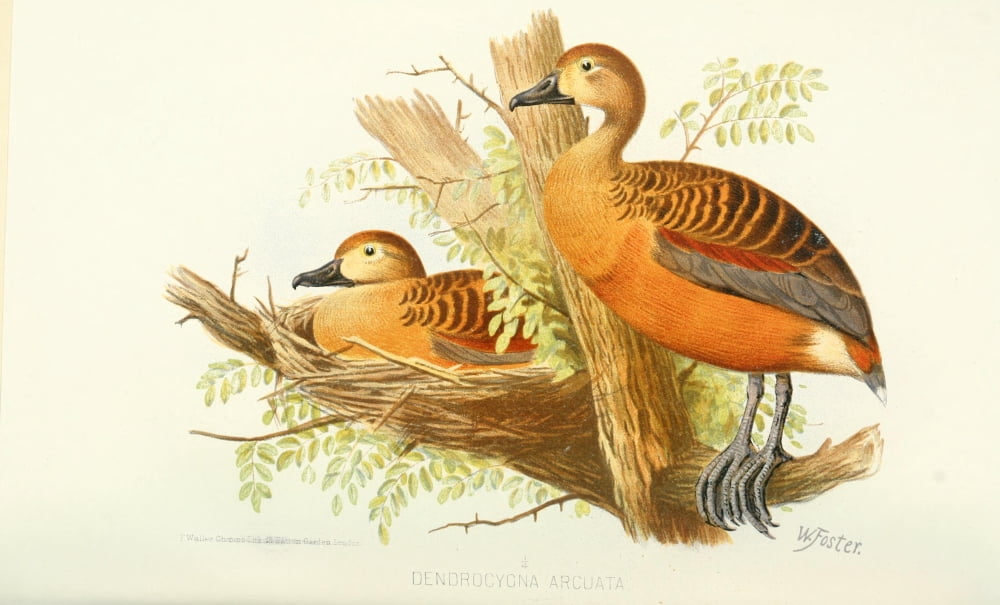 Indian Sporting Birds 1915 Wandering Whistling Duck Canvas Art - Foster WH (24 x 36)