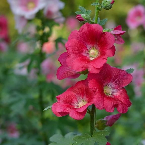 Indian Spring Hollyhock Seeds 1 Gram Perennial Pink, Rose & Magenta Blooms 4860" Tall Cottage Flower 2nd Year Maturity Reseeding, Non-GMO