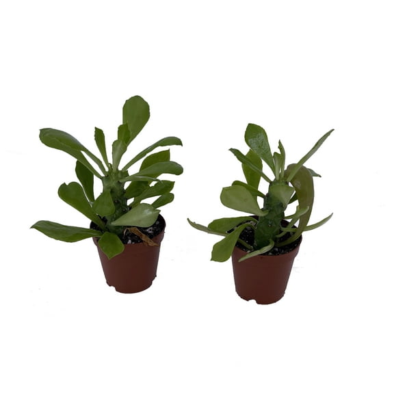 Indian Spurge Tree - Euphorbia nerifolia - 2 pack 2" pots