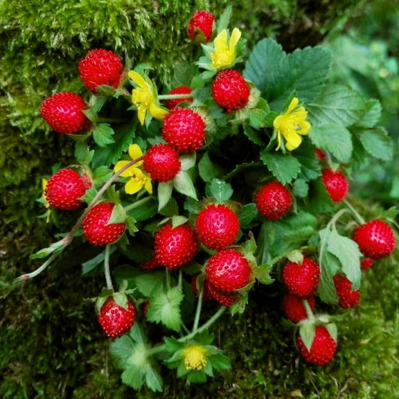 Indian Strawberry Vine Seeds for Planting (100 Seeds) - Duchesnea Indica Tuttifrutti