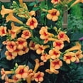 thumbnail image 1 of Indian Summer Trumpet Vine Plant - Campsis - 2.5"  Pot, 1 of 4