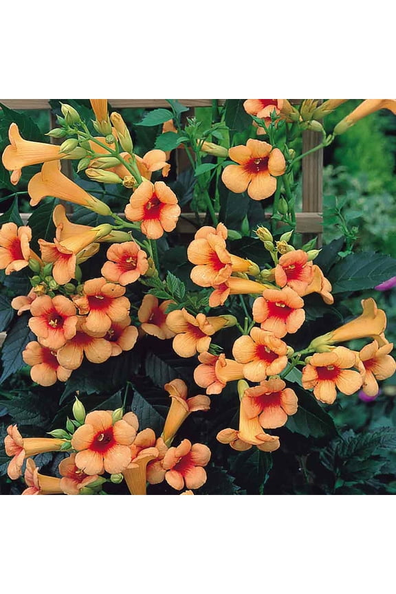Indian Summer Trumpet Vine Plant - Campsis - 2.5" Pot