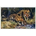 thumbnail image 1 of Indian Tiger Poster Print By Mary Evans Picture Librarypeter & Dawn Cope Collection (24 X 18), 1 of 3