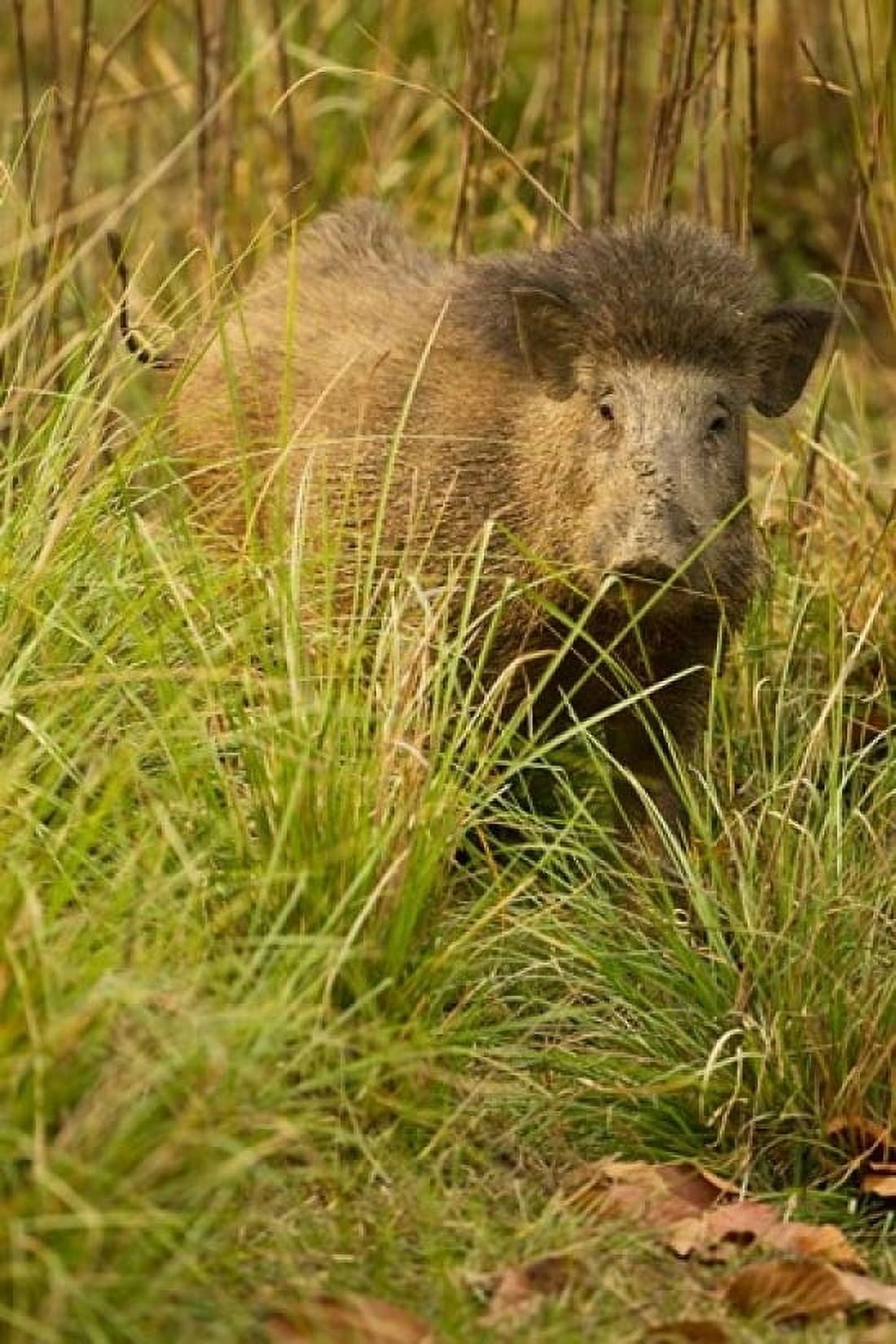 Indian Wild Boar Madhya Pradesh Kanha National Park India Canvas Art - Joe & Mary Ann McDonald DanitaDelimont (24 x 36)
