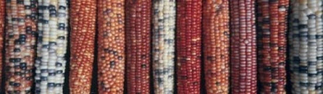 Indian corn in a row Canvas Art - (24 x 36)