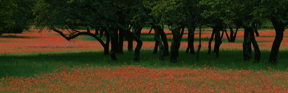 Indian paintbrush flowers and Oak trees in a park Texas USA Canvas Art - Panoramic Images (36 x 12)