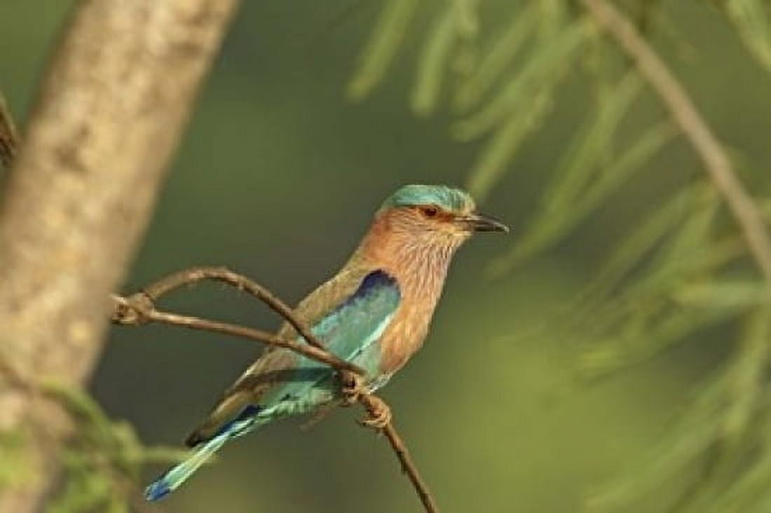 Indian roller bird Corbett NP Uttaranchal India Canvas Art - Jagdeep Rajput DanitaDelimont (36 x 24)