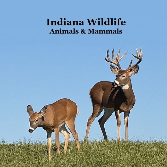 Indiana Animals and Mammals Kids Wildlife Book: Excellent Wildlife Book about Animals and Mammals in Indiana, (Paperback)