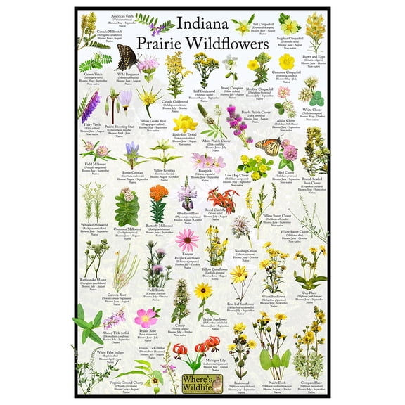 Indiana Prairie Wildflower Identification Chart | Picture ID Poster for Common Flowers (8" x 12")