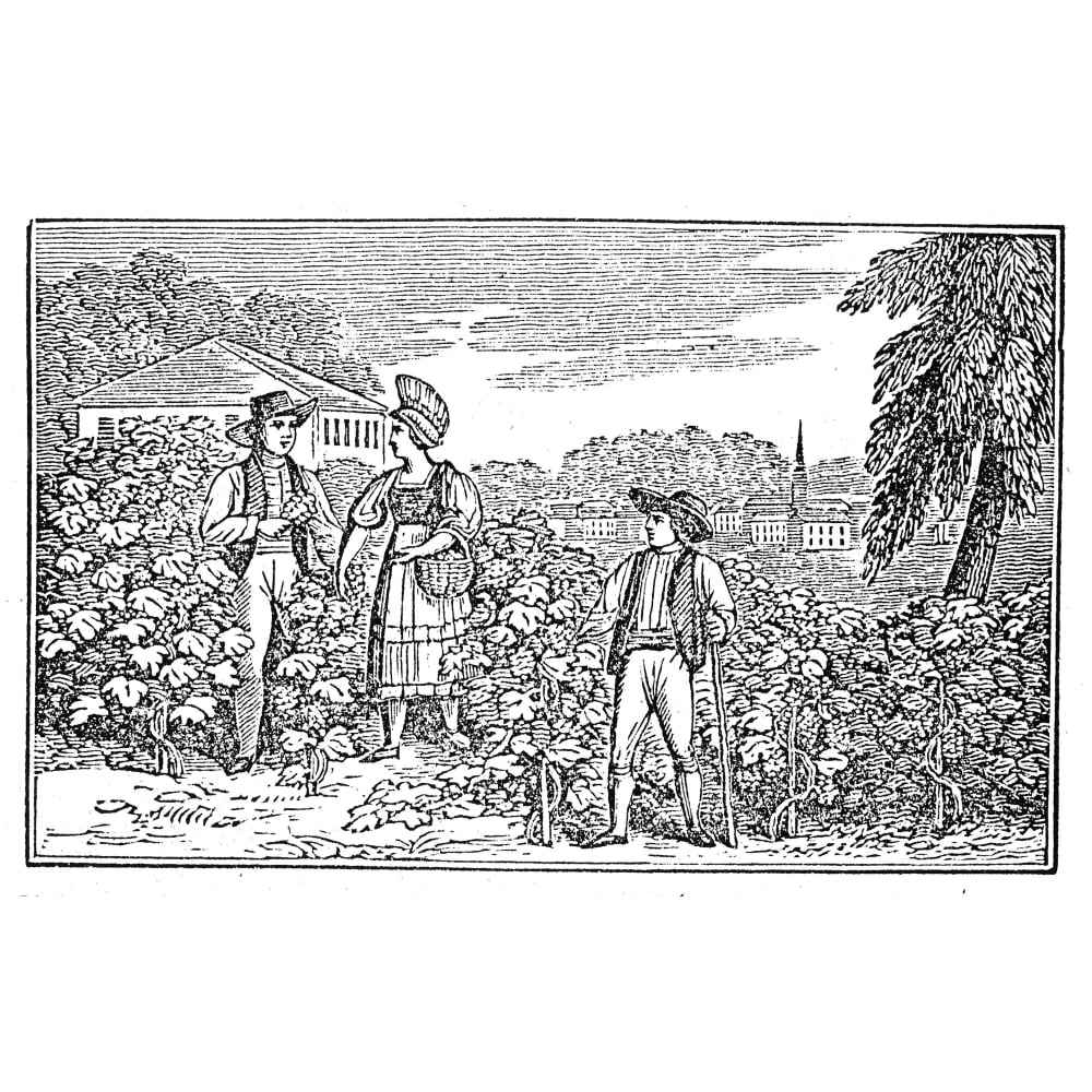 Indiana Swiss Emigrants. Nswiss Emigrants Cultivating Their Vineyard
