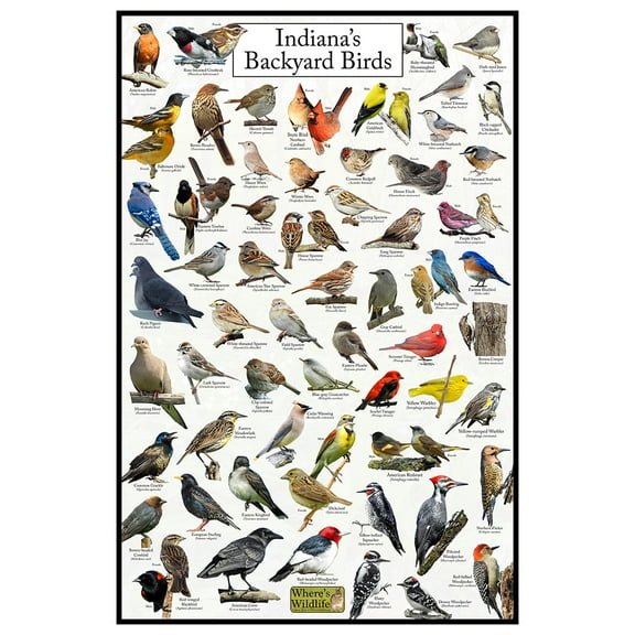 Indiana's Backyard Birds Poster - Indiana Bird Chart Highlighting Birds At Your Bird Feeder