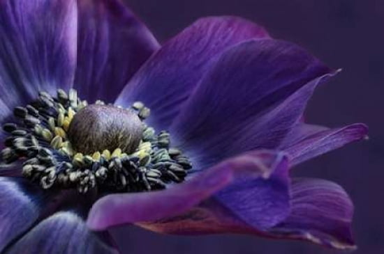 Indigo Anemone Canvas Art - Cora Niele (24 x 36)