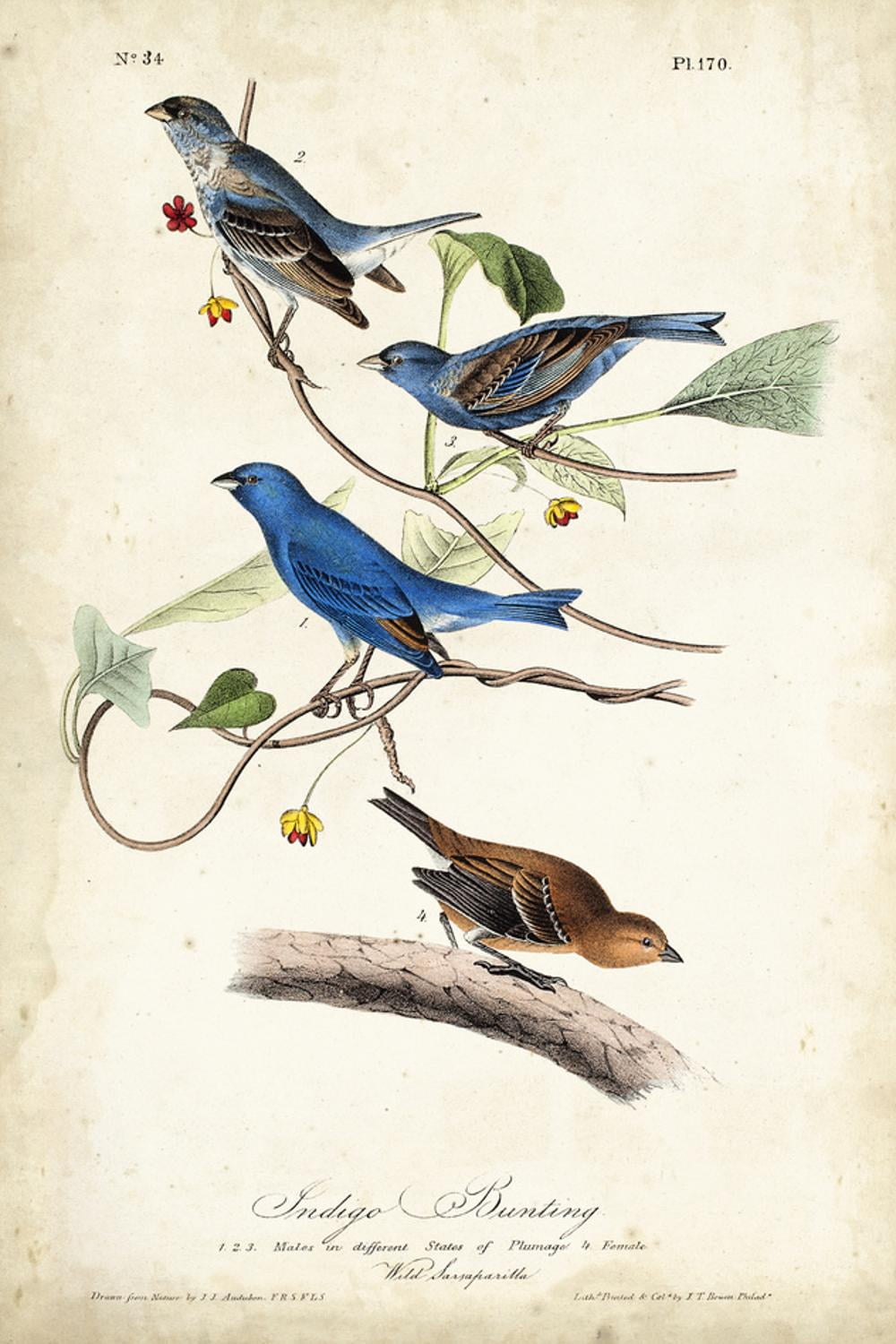 Indigo Bunting Birds Canvas Art for Kids - 24'' x 16''