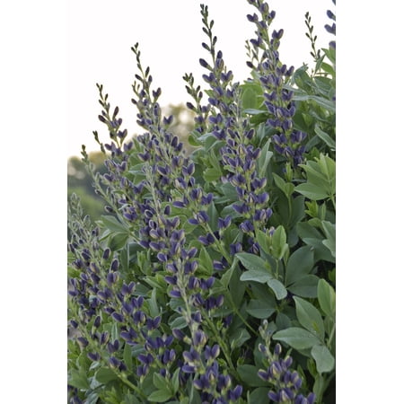 Indigo Spires Perennial - Baptisia australis - Gallon Pot