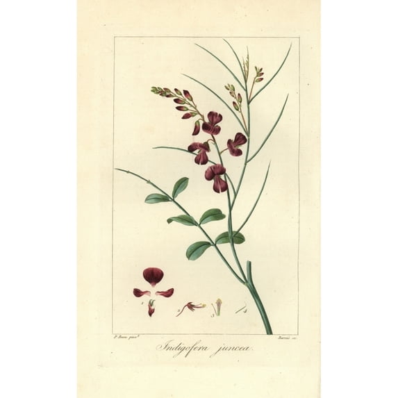 Indigofera Juncea Poster Print By ® Florilegius Mary Evans (24 X 36)