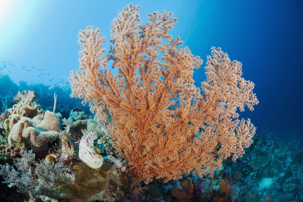 Indonesia A gorgonian coral tree dominates this underwater scene Canvas Art - Dave Fleetham Design Pics (19 x 12)