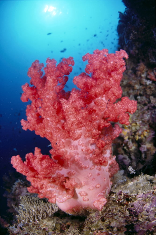 Indonesia Alcyonarian Coral Large Pink Reef Scene In Blue Ocean With Sunburst Canvas Art - Dave Fleetham Design Pics (24 x 38)