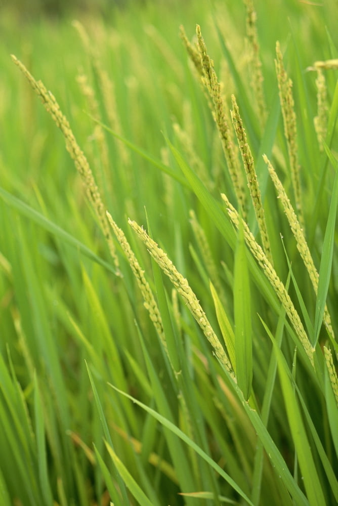 Indonesia Bali Close-Up Of Green Rice Plants Canvas Art - Dana Edmunds Design Pics (24 x 38)