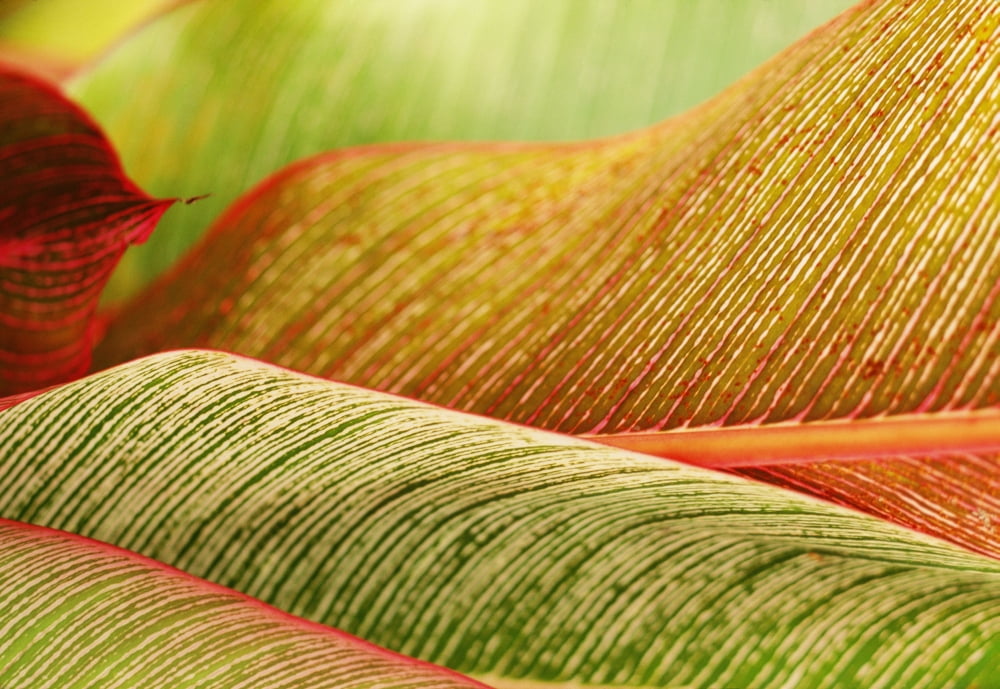 Indonesia Bali Close-Up Of Tropical Plants Leaves Canvas Art - Dana Edmunds Design Pics (18 x 12)