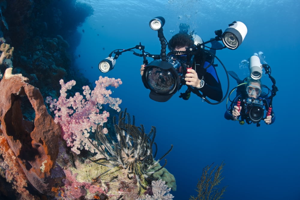 Indonesia Bali Divers Photographing A Crinoid And Soft Coral Canvas Art - Dave Fleetham Design Pics (36 x 24)