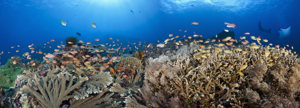 Indonesia Bali Nusa Penida Crystal Bay Table coral schooling anthias and manta rays in a reef scene Canvas Art - Dave Fleetham Design Pics (25 x 9)