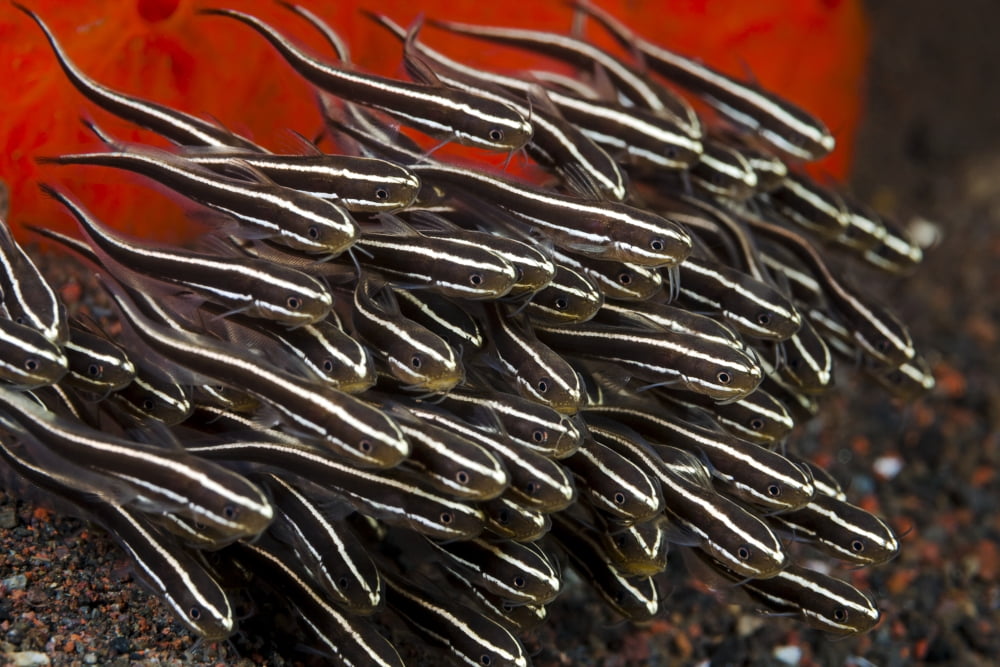 Indonesia Bali School of Striped Catfish Canvas Art - Dave Fleetham Design Pics (34 x 22)