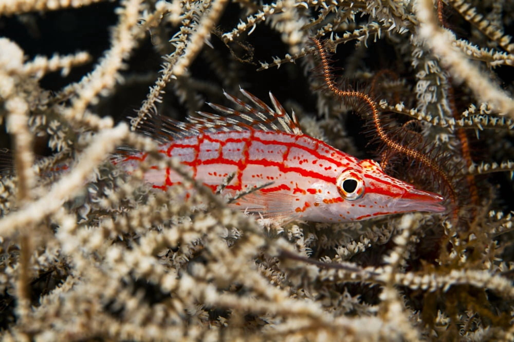 Indonesia Bali Tulamben Longnose Hawkfish (Oxycirrhites typus) deep inside a tree of black coral Canvas Art - Dave Fleetham Design Pics (36 x 24)