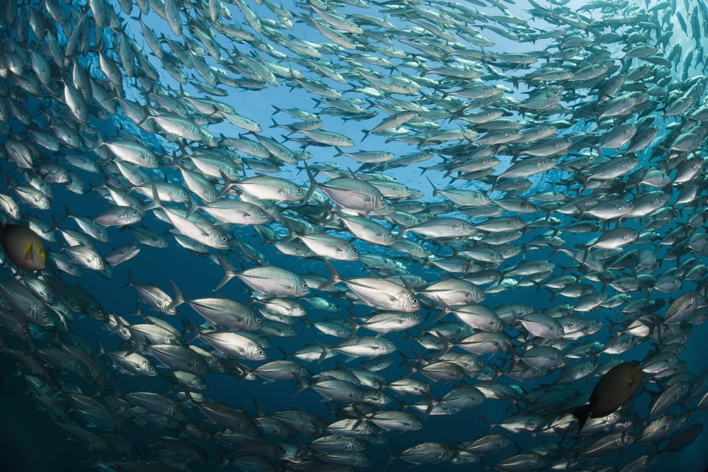Indonesia Bali Tulamben Schooling Bigeye Jacks (Caranx sexfasciatus) above the Liberty Wreck Canvas Art - Dave Fleetham  Design Pics (19 x 12)