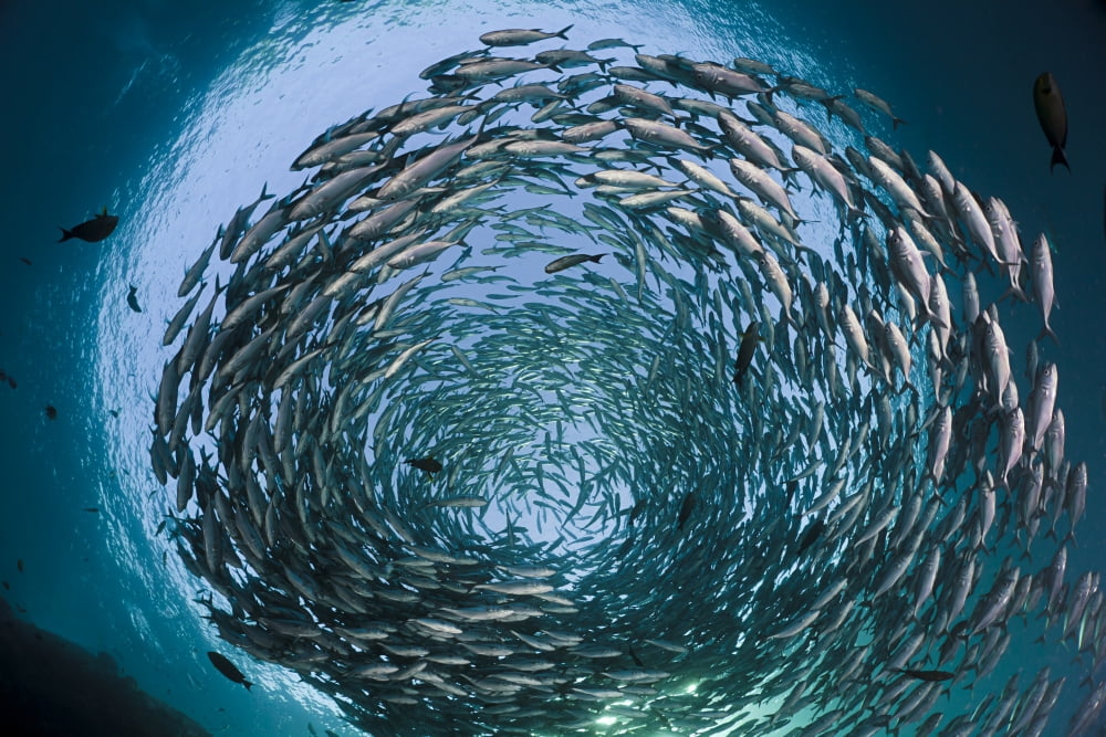 Indonesia Bali Tulamben Schooling bigeye jacks (Caranx sexfasciatus) above the liberty wreck Canvas Art - Dave Fleetham Design Pics (18 x 12)