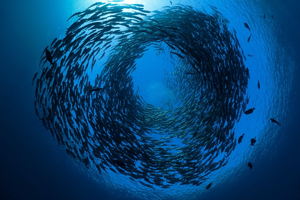 Indonesia Bali Tulamben Schooling bigeye jacks (Caranx sexfasciatus) above the liberty wreck Canvas Art - Dave Fleetham Design Pics (18 x 12)