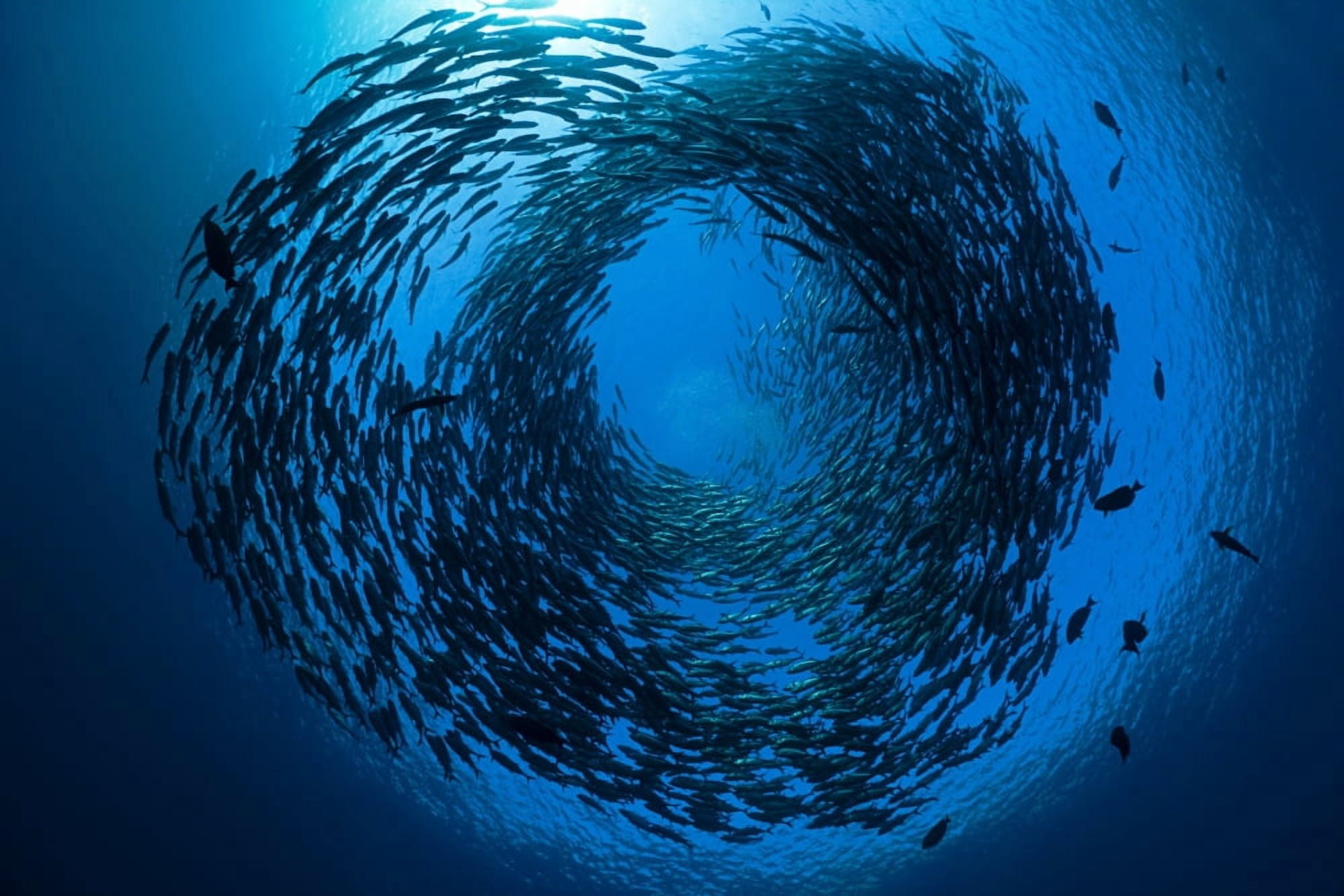 Indonesia Bali Tulamben Schooling bigeye jacks (Caranx sexfasciatus) above the liberty wreck Canvas Art - Dave Fleetham Design Pics (36 x 24)
