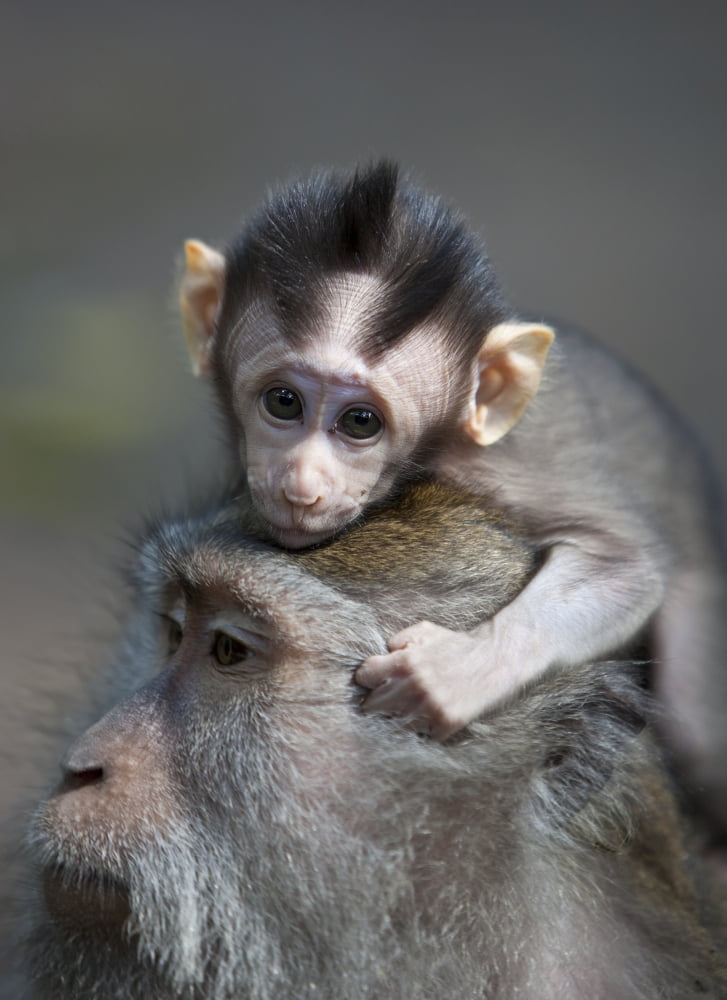 Indonesia Bali Ubud A Young Macaque Rests On His Fathers Head Canvas Art - MakenaStockMedia Design Pics (24 x 34)